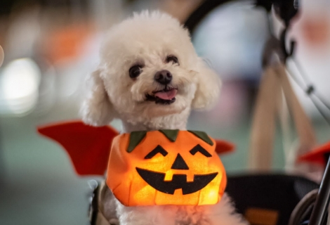 WhatsApp 圖片2023-10-2815.05.51_28476916